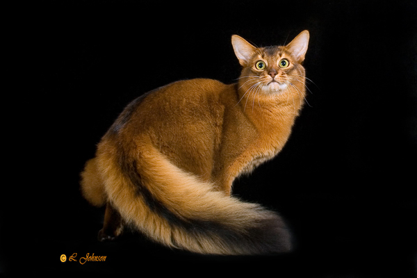 somali cat price