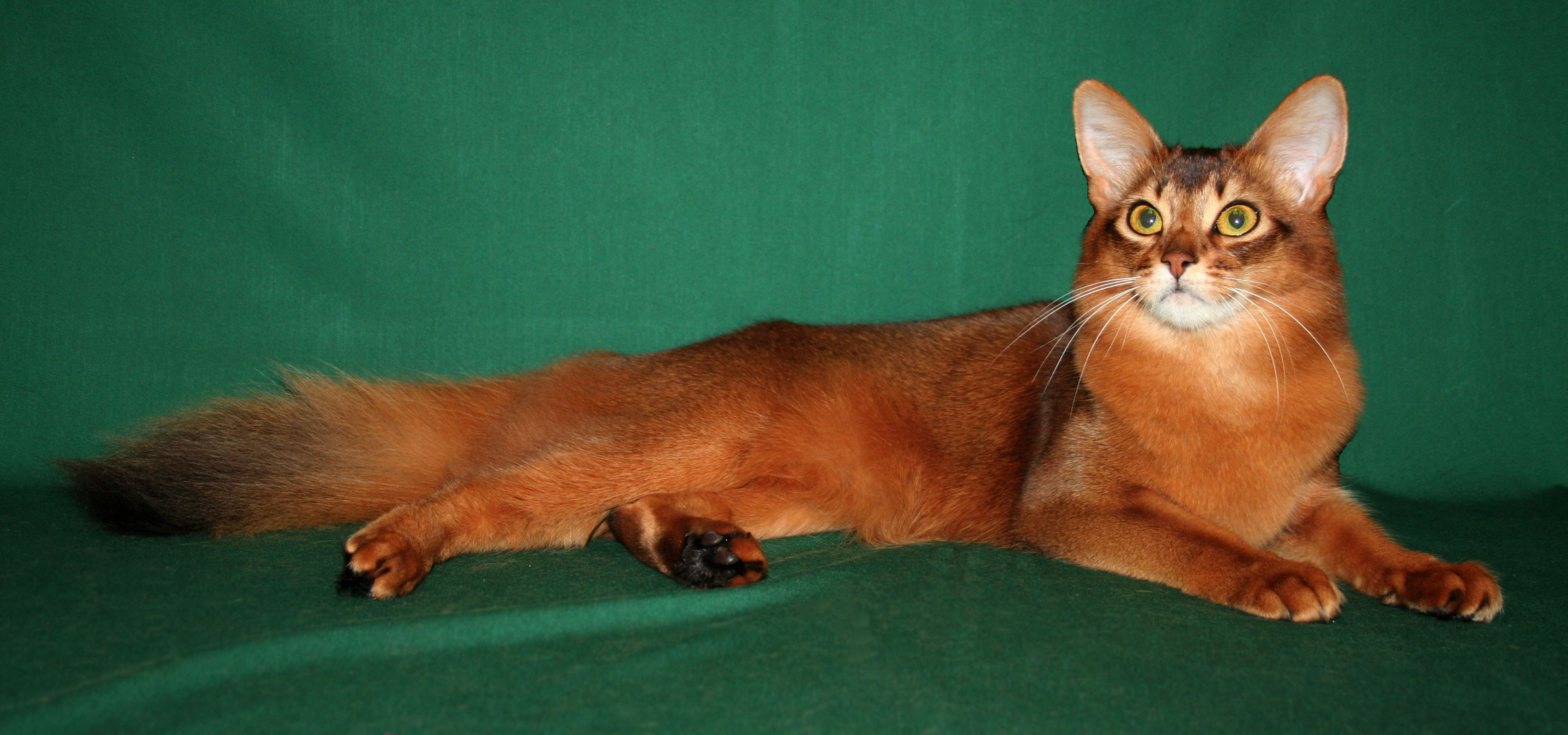 somali cat price