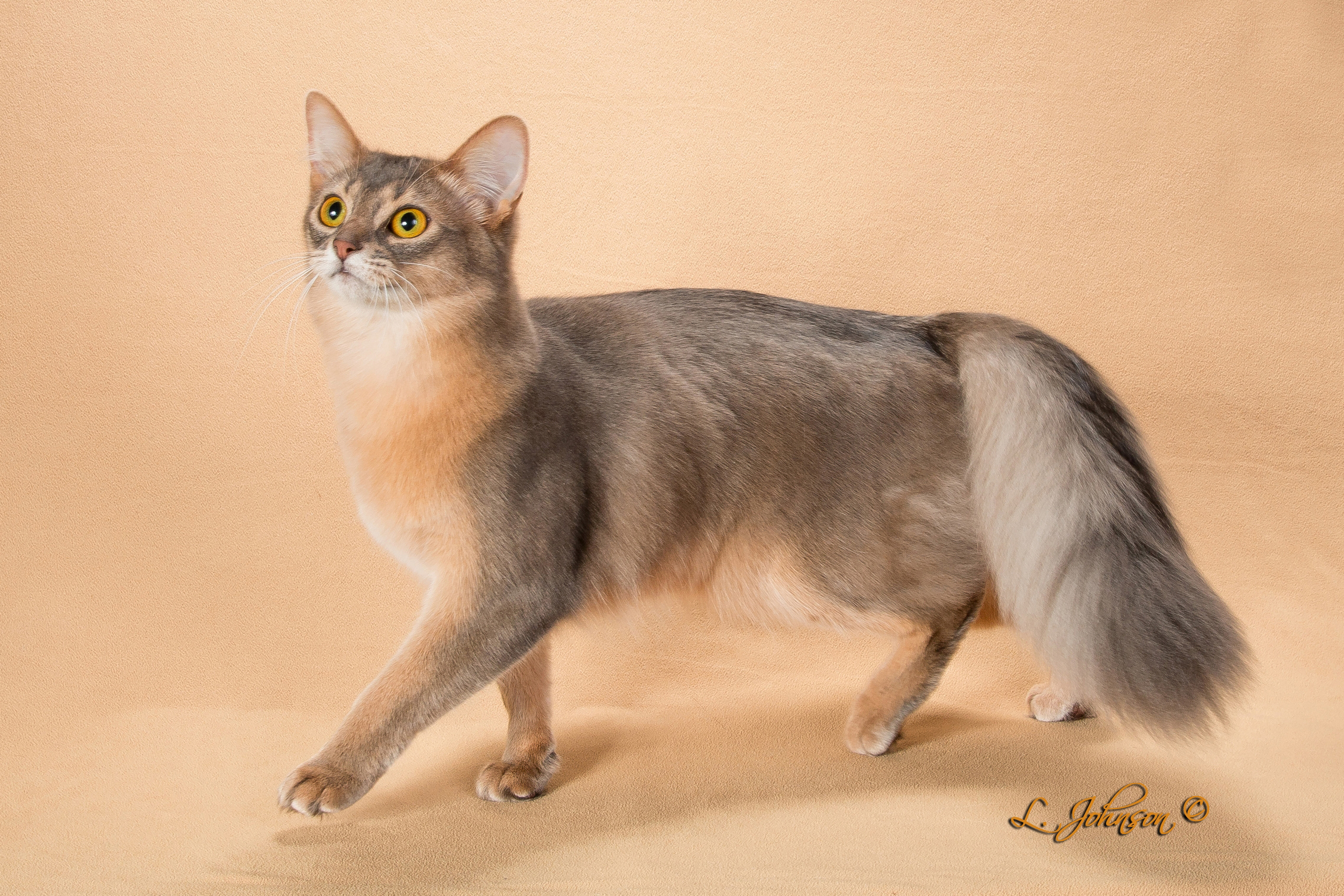 Somali cat for hot sale sale near me